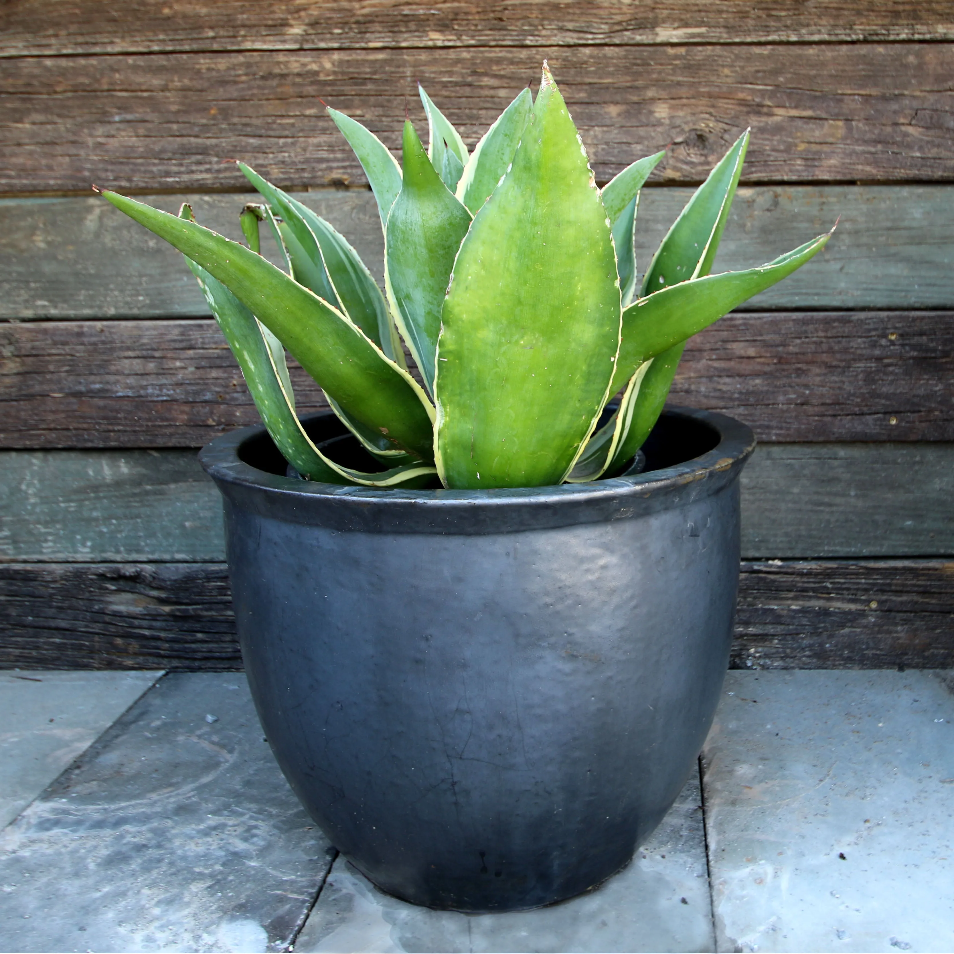 Etsi Planter